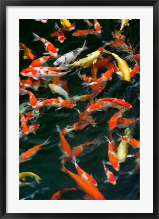 Framed China, Hong Kong, Kowloon, Koi carp in Nan Lian Garden Print