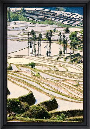 Framed Flooded Ai Cun Rice Terraces, Yuanyang County, Yunnan Province, China Print