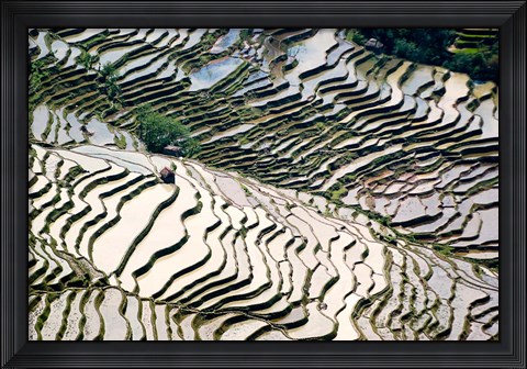 Framed Flooded Bada Rice Terraces, Yuanyang County, Yunnan Province, China Print