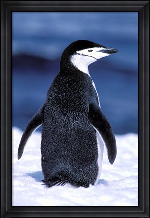 Framed Chinstrap Penguin, Weddell Sea, Antarctic Peninsula, Antarctica Print
