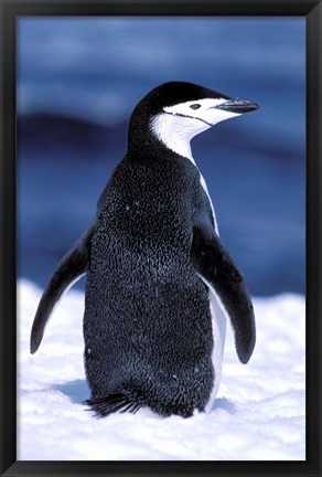 Framed Chinstrap Penguin, Weddell Sea, Antarctic Peninsula, Antarctica Print