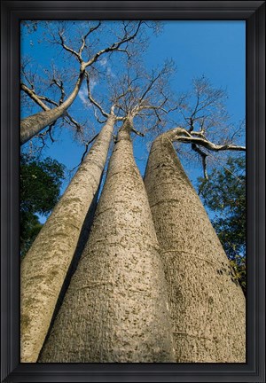 Framed Baobab Trees, Ampijoroa-Ankarafantsika NP, MADAGASCAR Print