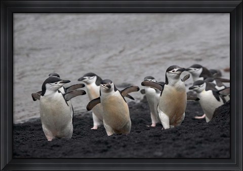 Framed Chinstrap Penguin on the beach, Deception Island, Antarctica Print