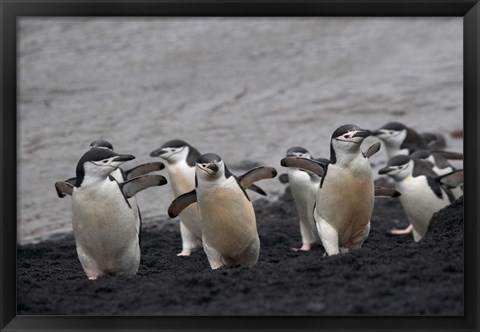 Framed Chinstrap Penguin on the beach, Deception Island, Antarctica Print