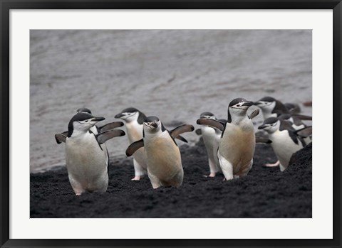 Framed Chinstrap Penguin on the beach, Deception Island, Antarctica Print