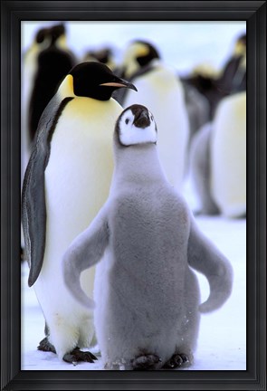 Framed Emperor Penguin with Chick, Atka Bay, Weddell Sea, Antarctic Peninsula, Antarctica Print