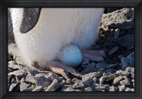 Framed Adelie Penguin nesting egg, Paulet Island, Antarctica Print