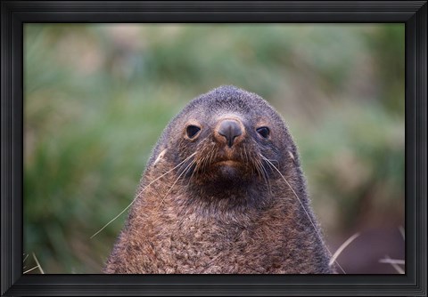 Framed Antarctic Fur Seal, Cooper Baby, South Georgia, Antarctica Print