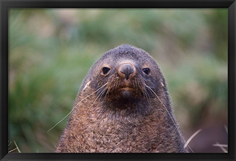 Framed Antarctic Fur Seal, Cooper Baby, South Georgia, Antarctica Print