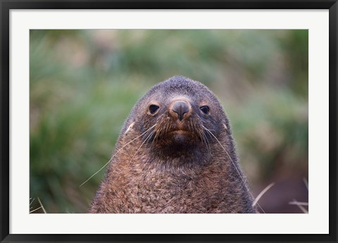 Framed Antarctic Fur Seal, Cooper Baby, South Georgia, Antarctica Print