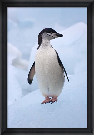 Framed Chinstrap Penguins on ice, South Orkney Islands, Antarctica Print
