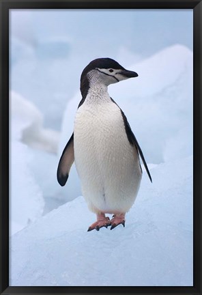 Framed Chinstrap Penguins on ice, South Orkney Islands, Antarctica Print