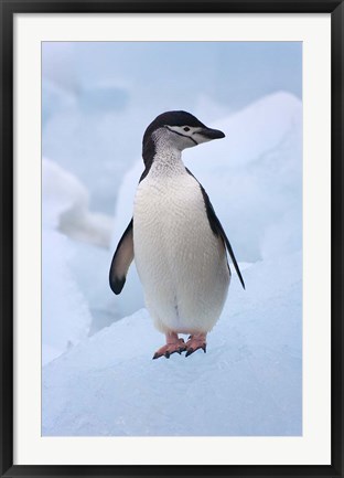 Framed Chinstrap Penguins on ice, South Orkney Islands, Antarctica Print