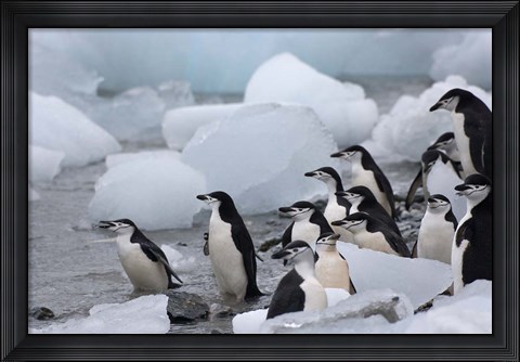 Framed Chinstrap Penguins, South Orkney Islands, Antarctica Print