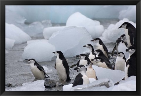 Framed Chinstrap Penguins, South Orkney Islands, Antarctica Print
