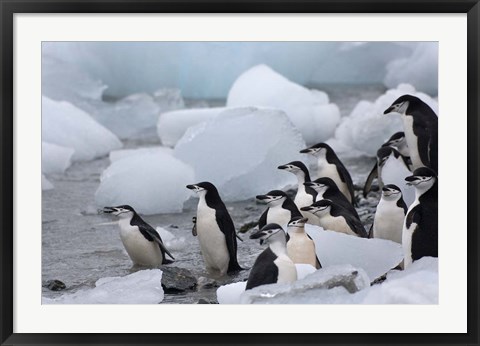 Framed Chinstrap Penguins, South Orkney Islands, Antarctica Print