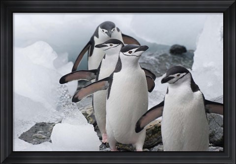 Framed Four Chinstrap Penguins, Antarctica Print