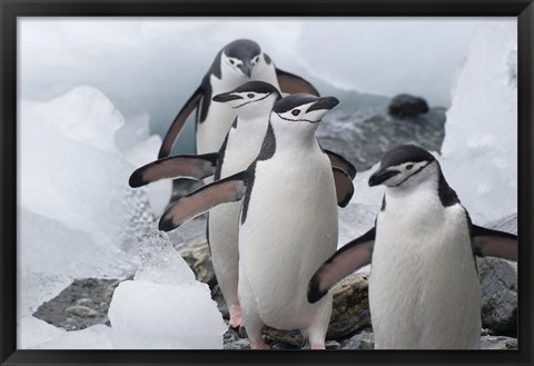 Framed Four Chinstrap Penguins, Antarctica Print