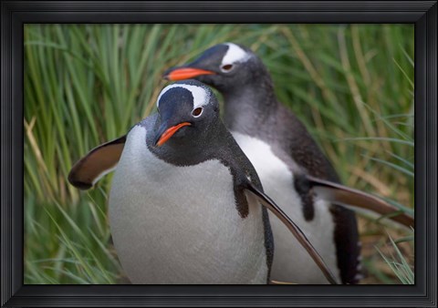 Framed Gentoo Penguin in the grass, Cooper Baby, South Georgia, Antarctica Print