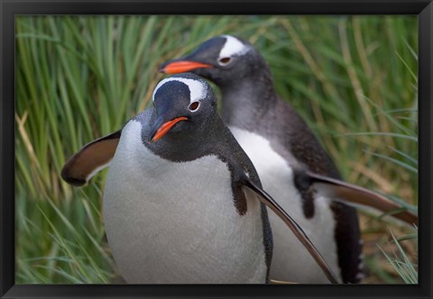 Framed Gentoo Penguin in the grass, Cooper Baby, South Georgia, Antarctica Print