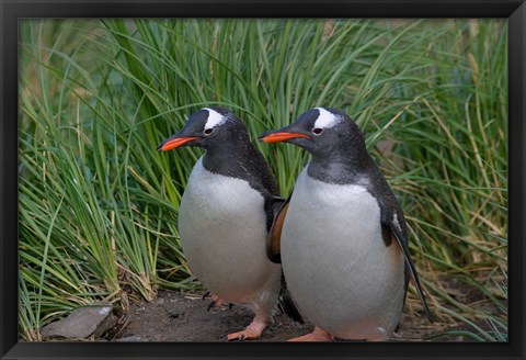 Framed Gentoo Penguin, Cooper Baby, South Georgia, Antarctica Print