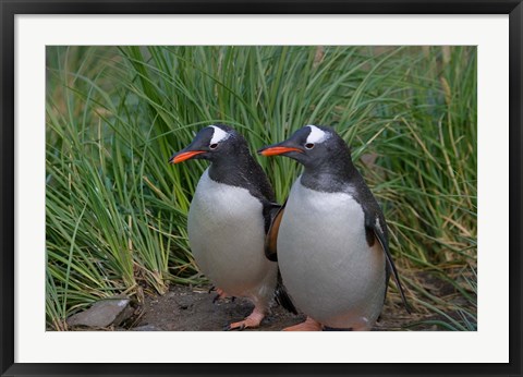 Framed Gentoo Penguin, Cooper Baby, South Georgia, Antarctica Print