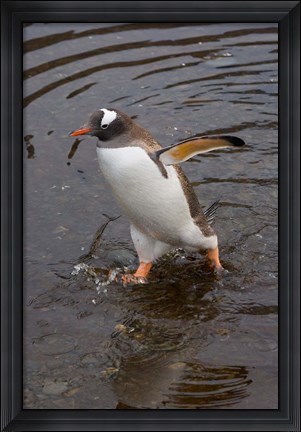 Framed Gentoo Penguin, Hercules Bay, South Georgia, Antarctica Print