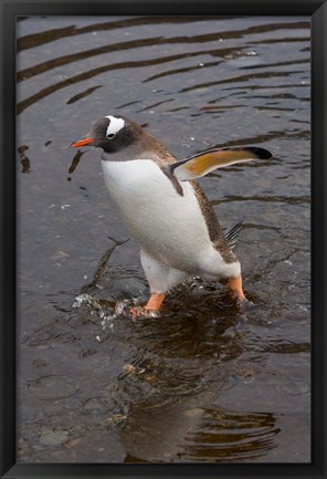 Framed Gentoo Penguin, Hercules Bay, South Georgia, Antarctica Print