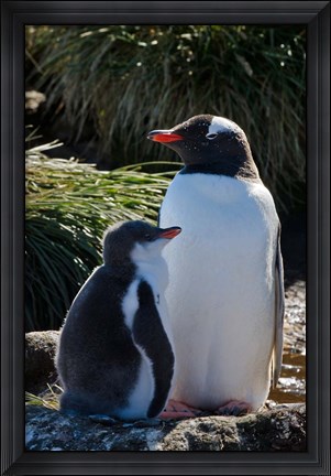 Framed Gentoo Penguin, Prion Island, South Georgia, Antarctica Print