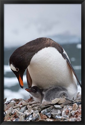 Framed Gentoo Penguins, Neko Harbor, Antarctica Print