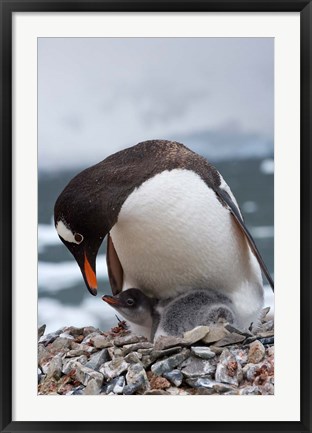 Framed Gentoo Penguins, Neko Harbor, Antarctica Print