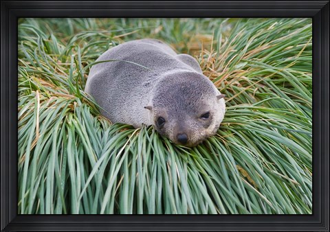 Framed Antarctic Fur Seal, Hercules Bay, South Georgia, Antarctica Print