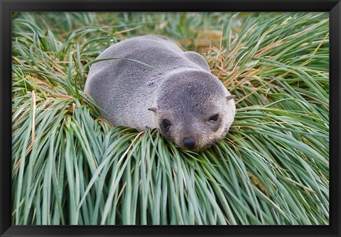 Framed Antarctic Fur Seal, Hercules Bay, South Georgia, Antarctica Print