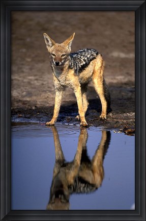 Framed Botswana, Chobe NP, Black Backed Jackal wildlife Print