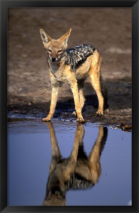 Framed Botswana, Chobe NP, Black Backed Jackal wildlife Print