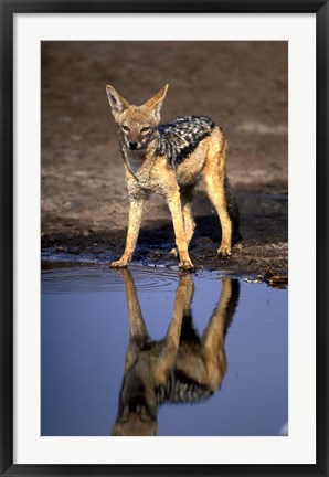 Framed Botswana, Chobe NP, Black Backed Jackal wildlife Print