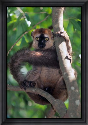 Framed Brown Red-fronted Lemur, Primate, Madagascar Print
