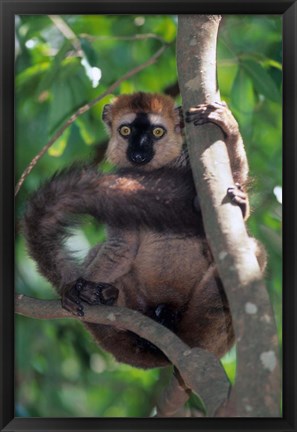 Framed Brown Red-fronted Lemur, Primate, Madagascar Print