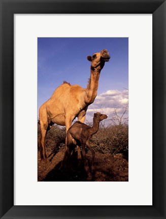 Framed Dromedary Camel, Mother and Baby, Nanyuki, Kenya Print
