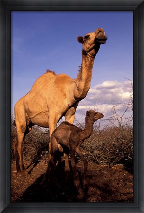 Framed Dromedary Camel, Mother and Baby, Nanyuki, Kenya Print