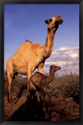 Framed Dromedary Camel, Mother and Baby, Nanyuki, Kenya Print