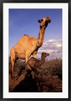 Framed Dromedary Camel, Mother and Baby, Nanyuki, Kenya Print