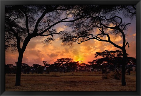 Framed Acacia forest, sunset, Tarangire National Park, Tanzania Print