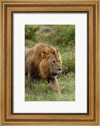 Framed Adult male lion, Lake Nakuru National Park, Kenya Print