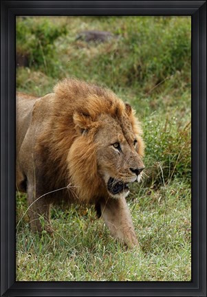 Framed Adult male lion, Lake Nakuru National Park, Kenya Print