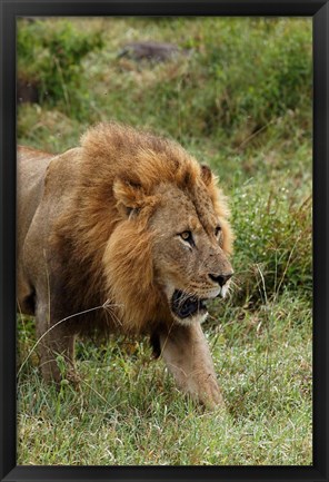 Framed Adult male lion, Lake Nakuru National Park, Kenya Print