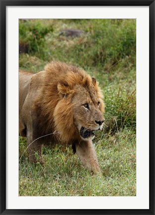 Framed Adult male lion, Lake Nakuru National Park, Kenya Print