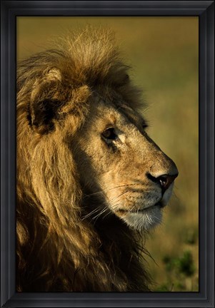 Framed Adult male lion, Maasai Mara, Kenya Print