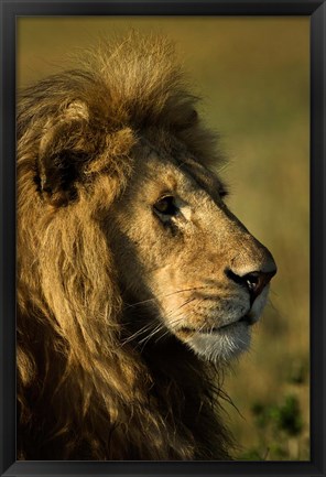 Framed Adult male lion, Maasai Mara, Kenya Print