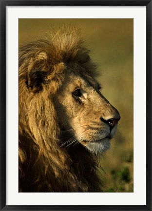 Framed Adult male lion, Maasai Mara, Kenya Print